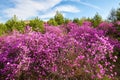 The rhododendron dauricum and blue sky Royalty Free Stock Photo