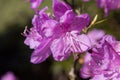 Rhododendron dauricum,bush purple flowers Rhododendron mucronulatum