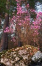 Rhododendron dauricum bushes with flowers in altai pine forest