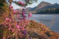 Rhododendron dauricum bushes with flowers near altai river Katun