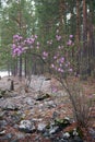 Rhododendron dauricum bushes with flowers in Altai pine forest on the bank of river Katun