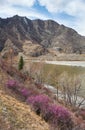 Rhododendron dauricum bushes with flowers popular names bagulnik, maralnik with altai river Katun on background