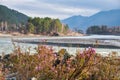 Rhododendron dauricum bushes with flowers popular names bagulnik, maralnik with altai river Katun on background