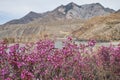 Rhododendron dauricum bushes with flowers popular names bagulnik, maralnik with altai river Katun and Chuya on background