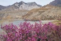 Rhododendron dauricum bushes with flowers popular names bagulnik, maralnik with altai river Katun and Chuya on background