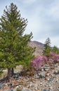 Rhododendron dauricum bushes with flowers popular names bagulnik, maralnik with altai river Katun and mountains on background