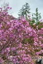 Rhododendron dauricum bushes with flowers popular names bagulnik, maralnik with altai river Katun and mountains on background