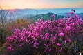 The rhododendron dauricum on the ridge sunrise Royalty Free Stock Photo