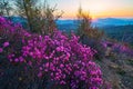 The rhododendron dauricum sunrise Royalty Free Stock Photo