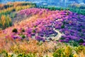 The rhododendron dauricum sunrise Royalty Free Stock Photo