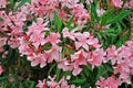 Rhododendron with delicate pink flowers