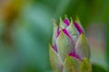 Rhododendron Ericales in colorful purple slowly unfolds its bloom direction summer