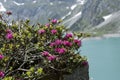 Rhododendron ferrugineum near the LÃÂ¼ner See in Austria Royalty Free Stock Photo