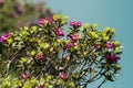 Rhododendron ferrugineum near the LÃÂ¼ner See in Austria