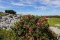 Rhododendron ferrugineum, the alpenrose, snow-rose, or rusty-leaved alpenrose with a mountain background