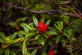 Rhododendron Ferrugineum