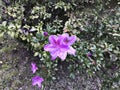 Rhododendron ferrugineum or Murasaki Tsutsuji flower.