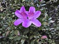 Rhododendron ferrugineum or Murasaki Tsutsuji flower. Royalty Free Stock Photo