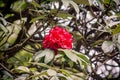 Rhododendron ferrugineum, national flower of Nepal