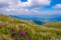 Rhododendron field on the mountain in the morning Royalty Free Stock Photo