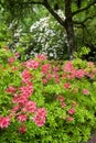 Rhododendron flower