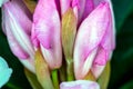 Rhododendron Flower Buds Royalty Free Stock Photo