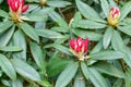 Rhododendron flower buds ready to bloom in Isabella Plantation Royalty Free Stock Photo