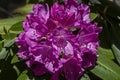 Rhododendron Flower Bush in the North Carolina Mountains Royalty Free Stock Photo