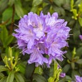 Rhododendron flower close-up. Lilac magenta petals stamens pistils, lilac rodondendron social flower, square bright