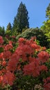 Rhododendron flower, coral, flower, Ukraine, Lviv, botanical garden.