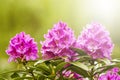 Rhododendron Flower in full Bloom during daylight Royalty Free Stock Photo