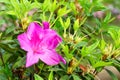 Rhododendron flower head or Azaleas Royalty Free Stock Photo