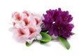 Two Rhododendron flower heads on white isolated background Royalty Free Stock Photo