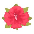 Rhododendron flower icon cartoon vector. Floral plant