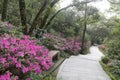 Rhododendron flower on qingyuanshan mountain, adobe rgb