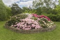 Rhododendron flowerbed, Isabella Plantation, Richmond Park