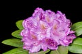 Rhododendron flowers