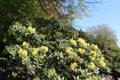 Yellow rhododendron flowers bloom in a late spring garden Royalty Free Stock Photo