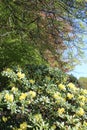 Yellow rhododendron flowers bloom in a late spring garden Royalty Free Stock Photo