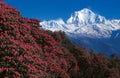 Rhododendrons flowers with Mt. Dhaulagiri as seen from Ghorepani, Nepal