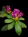 Rhododendron Spring Flowers Isolated