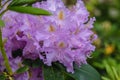 Rhododendron flowers in garden Royalty Free Stock Photo