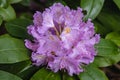 Rhododendron flowers in garden Royalty Free Stock Photo