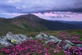 The rhododendron flowers grow at the rocks. Save Earth. Concept of nature rebirth. Summer scenery. Majestic photo of mountain