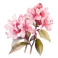 rhododendron flowers isolated on white background. beautiful watercolour style illustration Royalty Free Stock Photo