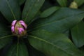 Rhododendron flowers, leaf green, nature, spring, nature.