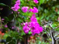 Rhododendron flowers