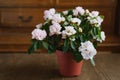 Rhododendron flowers in a pot Royalty Free Stock Photo