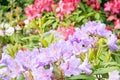 Rhododendron flowers