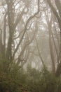 Rhododendron on a fogy spring day. Royalty Free Stock Photo